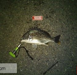 久々の1日1匹以上