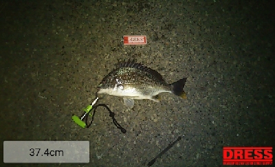 久々の1日1匹以上