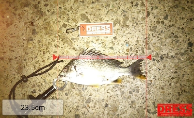 穂先もライトも心も折れた…。