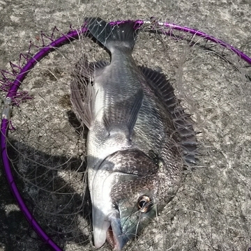 淡路のグルメな奴ら