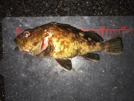 神戸ガシリング3