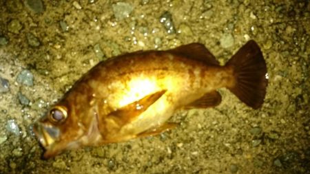 梅雨のロックフィッシュゲーム