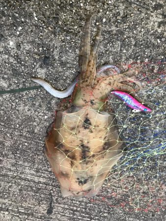 王様降臨！ 短時間エギング