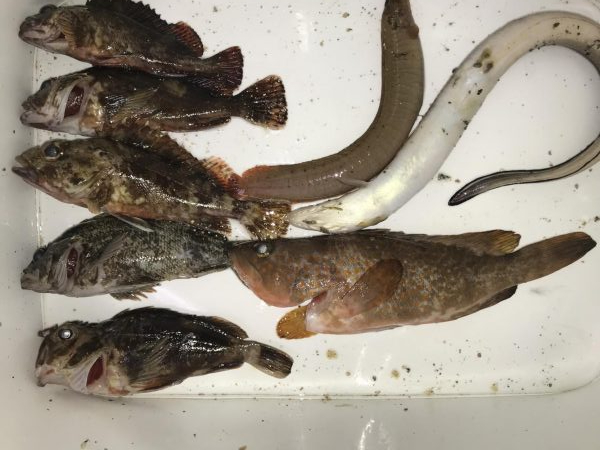 アコウきました！