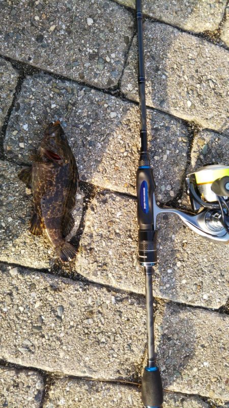 [緊急任務]キビレ調達作戦！！