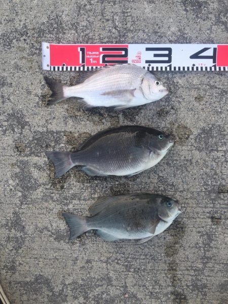 黒鯛　口太　上がりました！