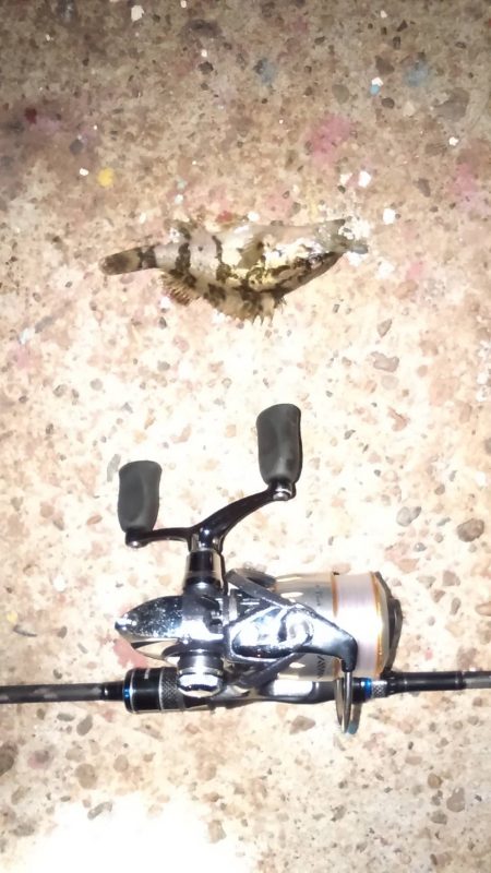 雨上がりの得意パターン〜メバリングはいつま…