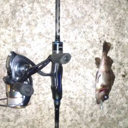 梅雨の合間にメバリング