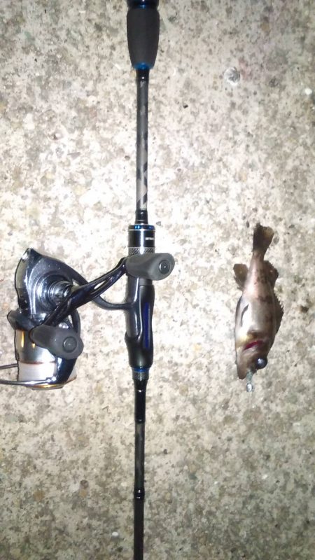 梅雨の合間にメバリング