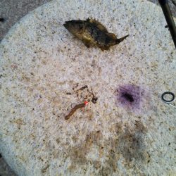 デイでのタケノコ狩り