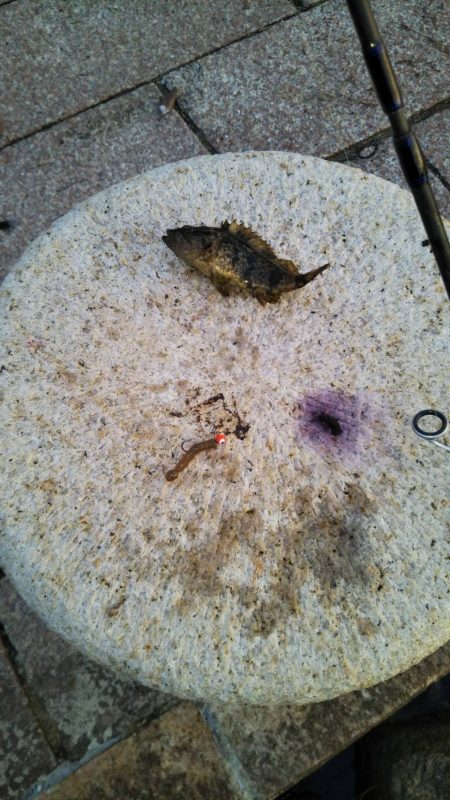 デイでのタケノコ狩り