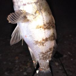 本メバルを探して〜南芦屋浜〜