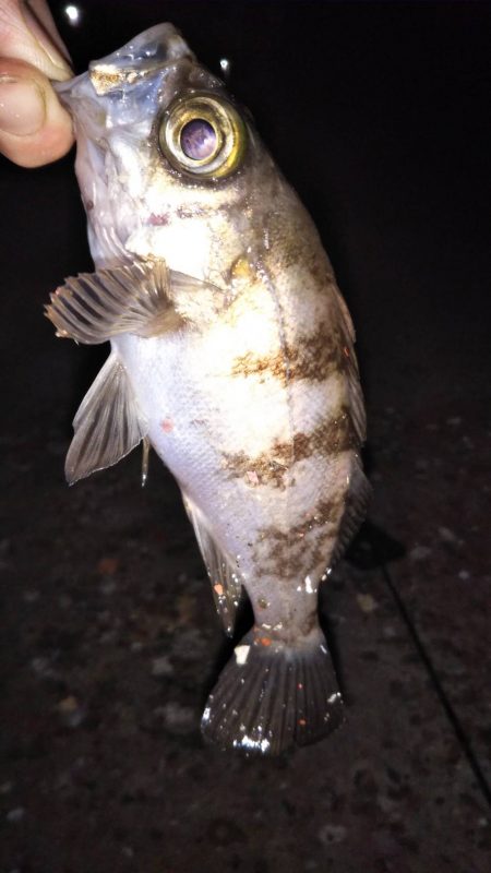 本メバルを探して〜南芦屋浜〜