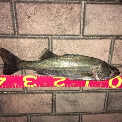 シーバスゲット