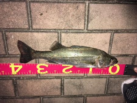 シーバスゲット