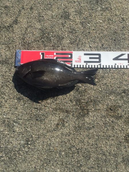 チンタゲット！！　メジナは好調！　