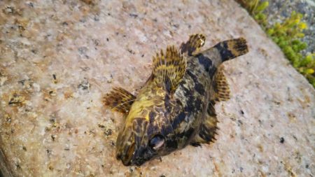 本気のタケノコ狩り