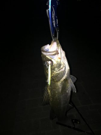 初バチ抜けシーバス