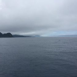 イワシをいっぱい食べて太ったハマチ。