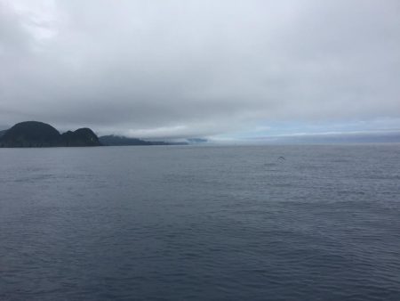 イワシをいっぱい食べて太ったハマチ。