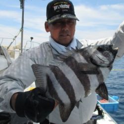 土佐安芸のハマちゃんの釣果