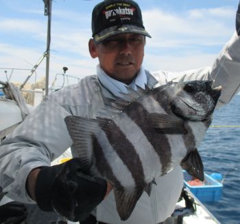 土佐安芸のハマちゃんの釣果