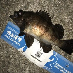 メバリングフィーバーナイト