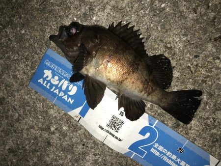 メバリングフィーバーナイト