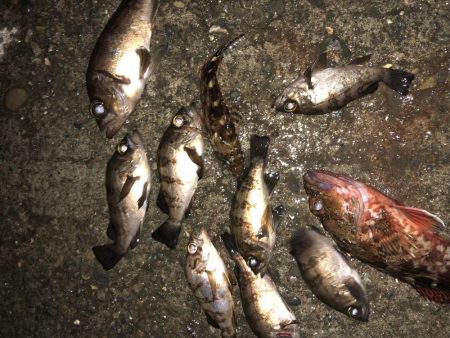 今宵もチビメバル！！