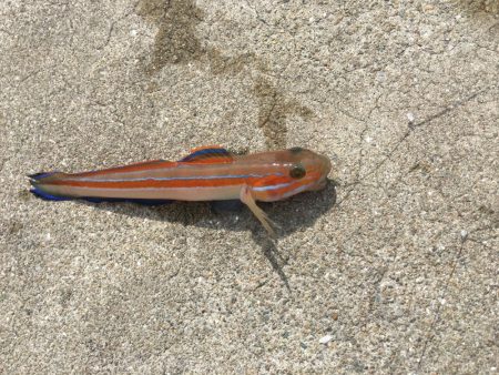 たまにはのんびりと