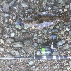 勝浦浜橋下でソゲ