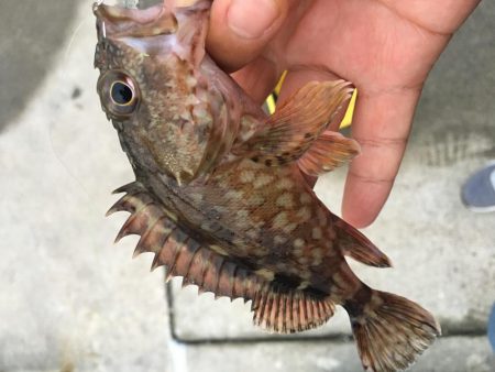 メバルは何処へ？