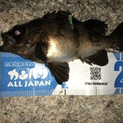 梅雨メバルフィーバー中。