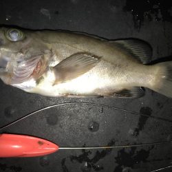 メバル釣れた！