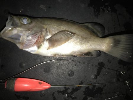 メバル釣れた！