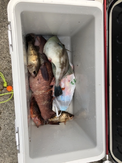 玉には餌でのんびりと