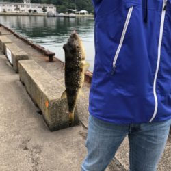 夜釣りでサビキとシーバス