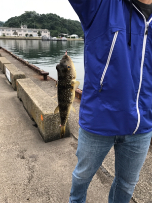 夜釣りでサビキとシーバス