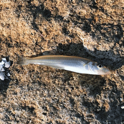 姫路キス(2018-4)と姫路タコ調査