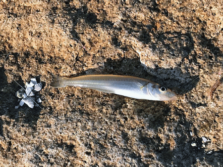 姫路キス(2018-4)と姫路タコ調査