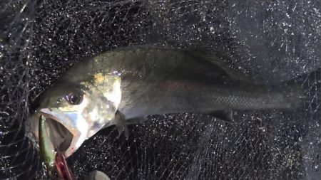 甲子園浜　３日連続　５０ｃｍ