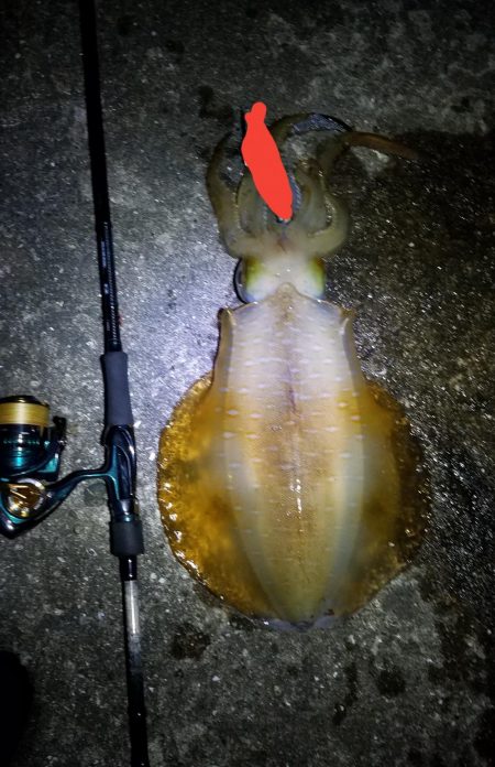 アオリ調査！！