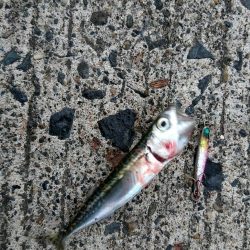 久しぶりの癒し