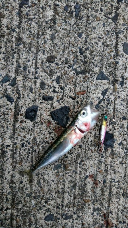 久しぶりの癒し