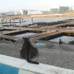 選択ミス？実力不足？