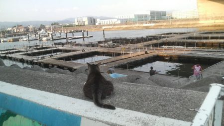 選択ミス？実力不足？