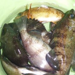 今シーズン初メバリング