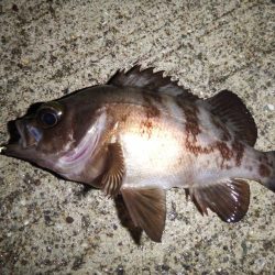 目標20cmオーバー10匹