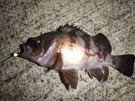 目標20cmオーバー10匹