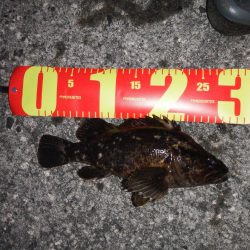 ロックフィッシュ自己新